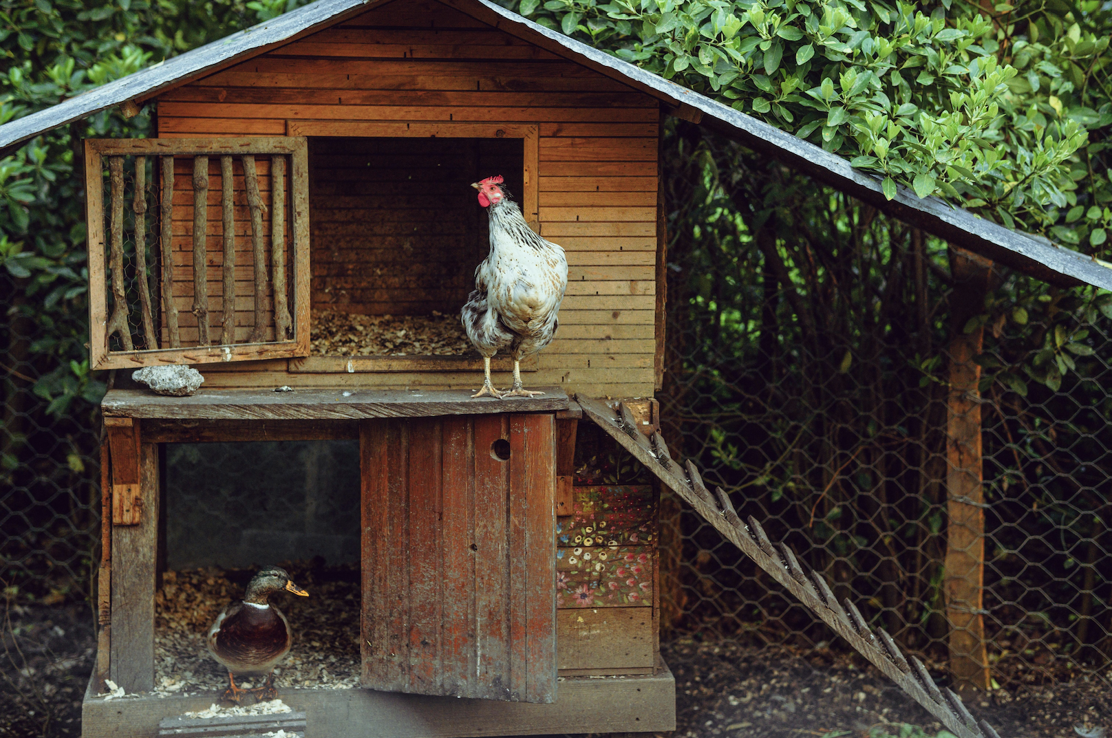 “Strike’s Chickens are Coming Home to Roost”: A peek inside the Doom Bar Detective’s henhouse.