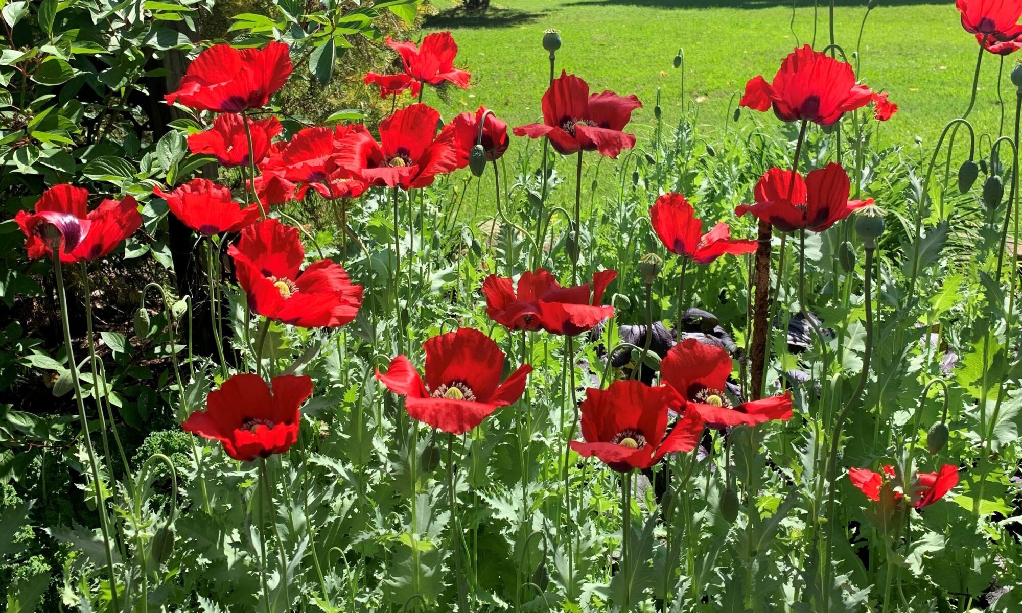 Freud and Flower Symbolism in Strike